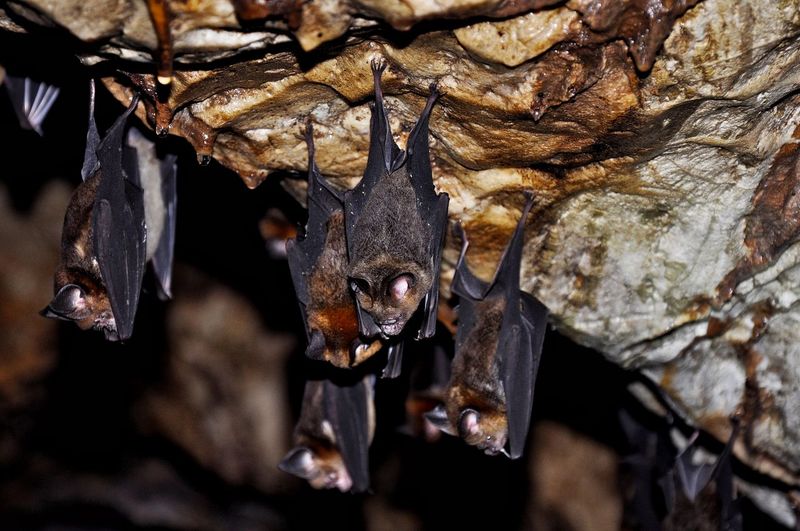 Bats hanging on rock in cave
