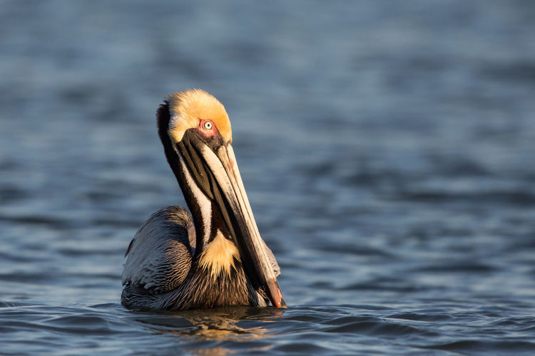 Brown pelican' pelecanus occidentalis, sanibel island, florida
