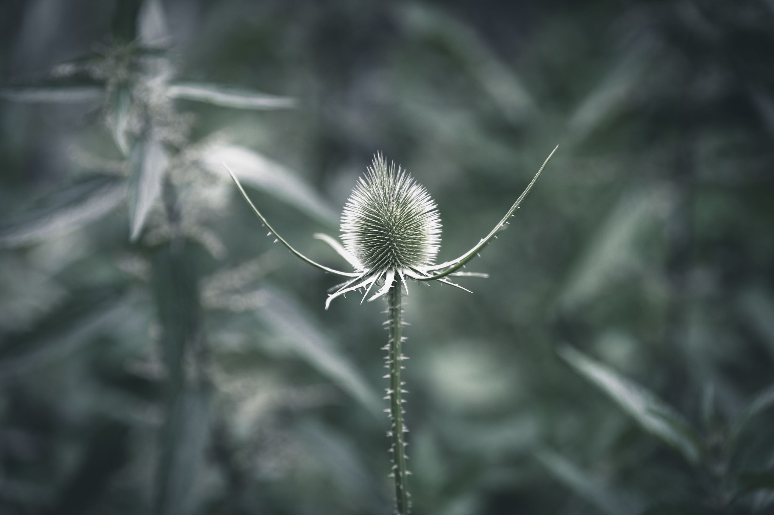 plant, growth, focus on foreground, close-up, beauty in nature, nature, day, flower, no people, fragility, vulnerability, flowering plant, tranquility, outdoors, freshness, plant stem, selective focus, dried plant, green color, dandelion, flower head, dead plant, sepal, spiky, dandelion seed, dried