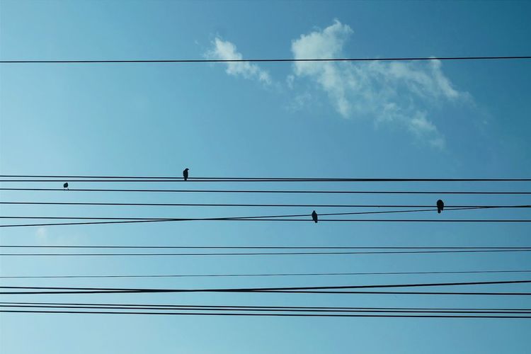 Low angle view of birds perching on cables against blue sky