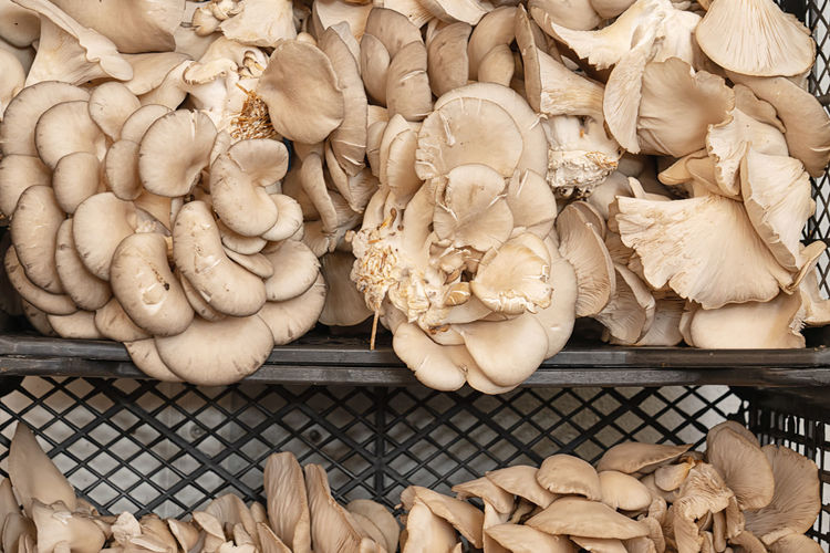 High angle view of mushrooms for sale in market