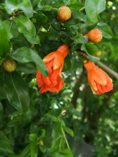 Close-up of orange flowering plant
