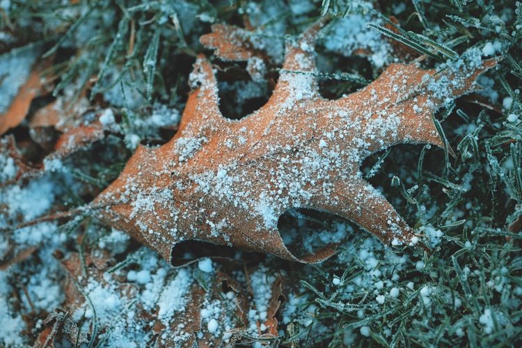 Close-up of frozen leaf on land