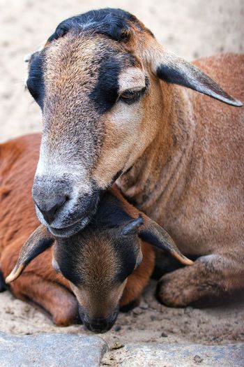 Close-up of a dog looking away
