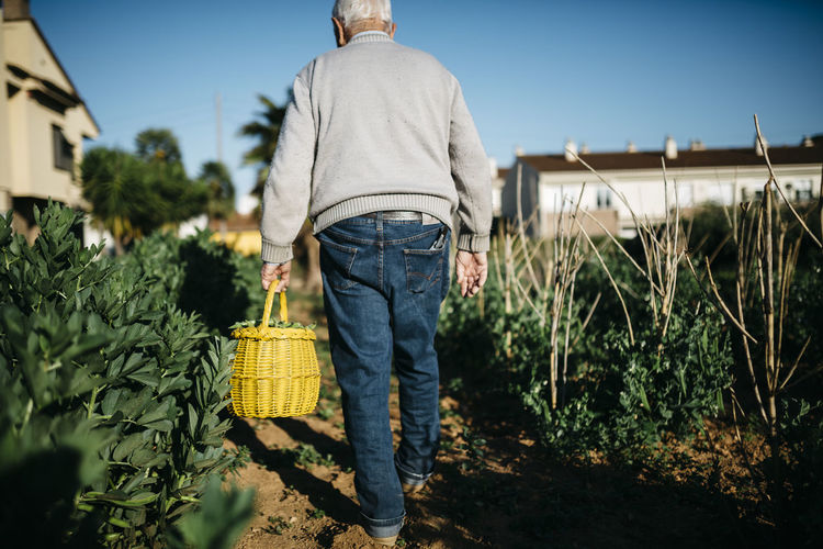 Back view of senior man carrying basket with harvested beans