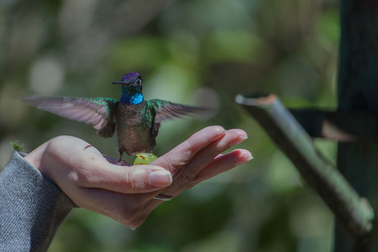 Close-up of cropped hand with hummingbird
