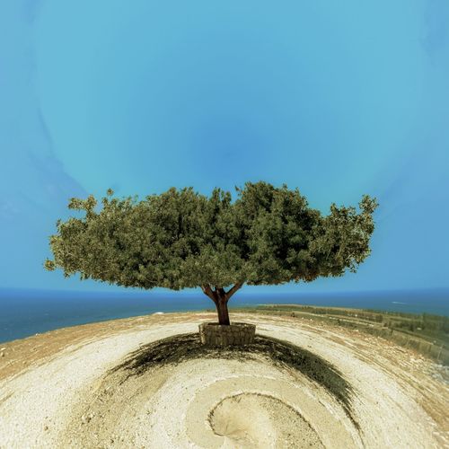 Scenic view of tree by sea against clear blue sky