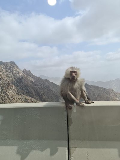 Monkey sitting on railing against mountain
