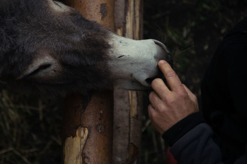 Close-up of man feeding donkey