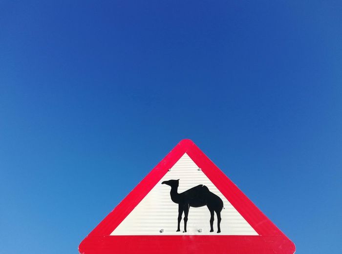 Road sign  danger of wandering animals