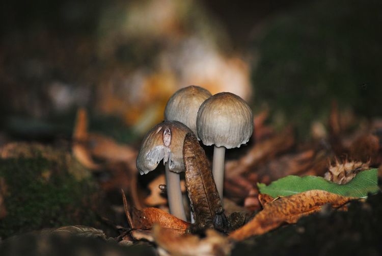 Close-up of wild mushroom growing on field