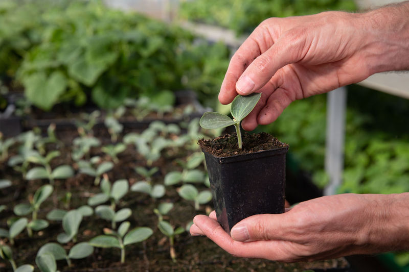 Close up of man farmer hands holding a pot with cucumber seedlings in hothouse.