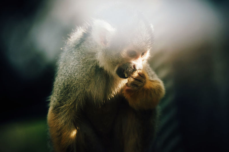 Close-up of a monkey