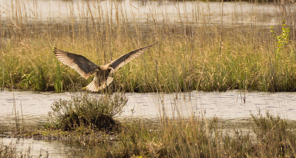Bird flying over lake