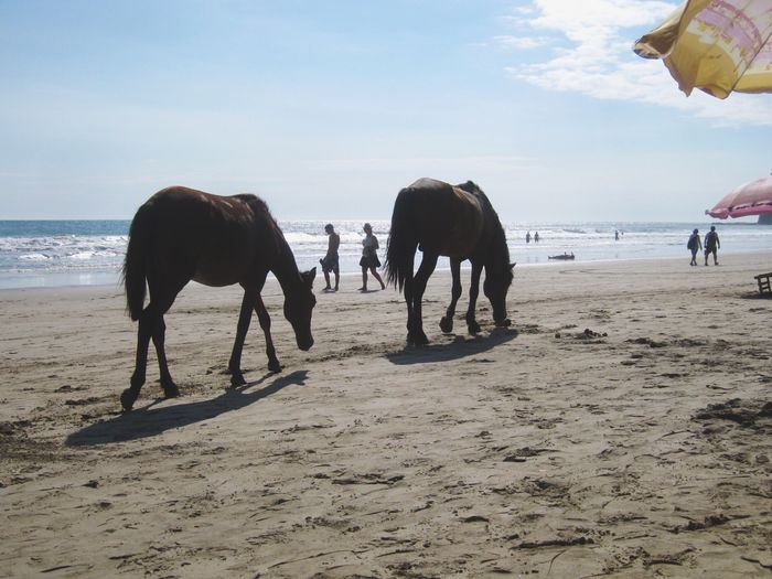 Horses on beach against sky