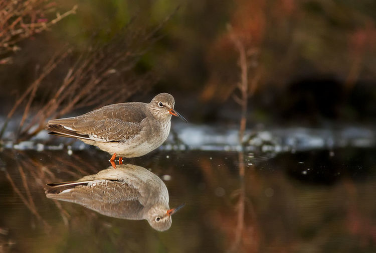 Close-up of common redshank with reflection on pond