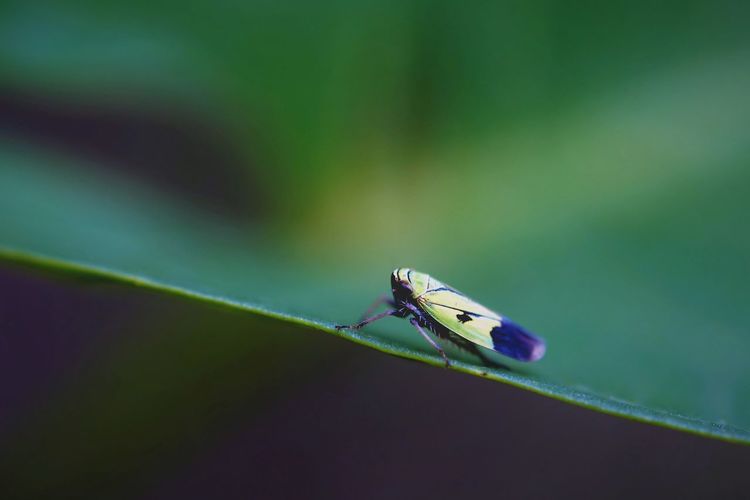 Close-up of leafhopper on leaf