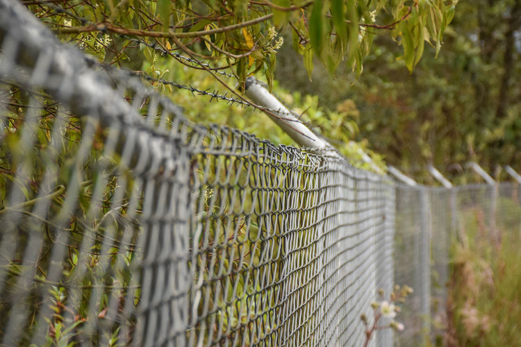Close-up of fence against trees