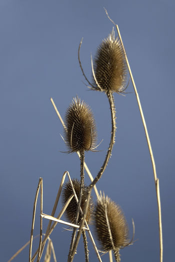 Close-up of wilted plant against clear sky