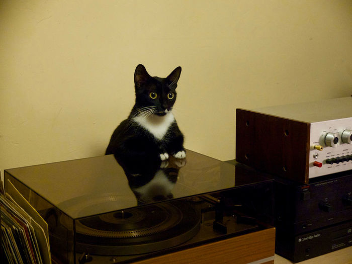 Portrait of cat