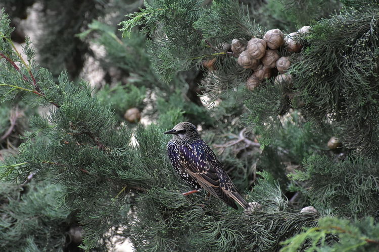 View of starling bird perching on tree