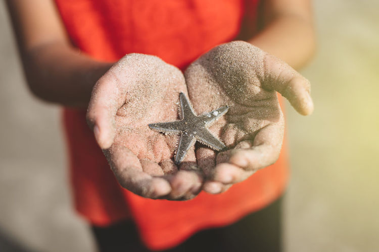 Midsection of person holding dead starfish at beach