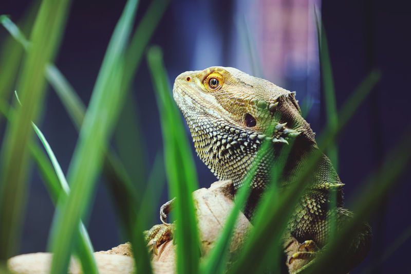 Close-up of the bearded dragon lizard 
