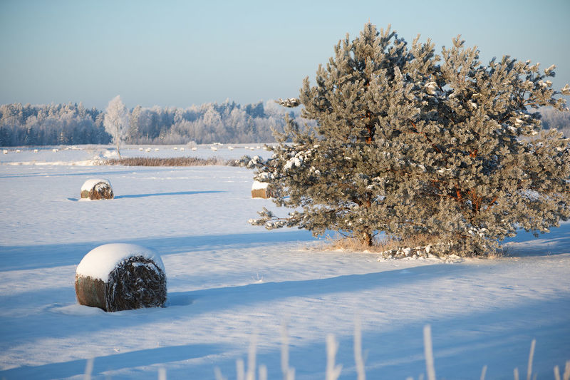winter