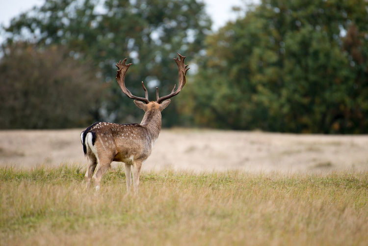 Stag on grassy field against trees