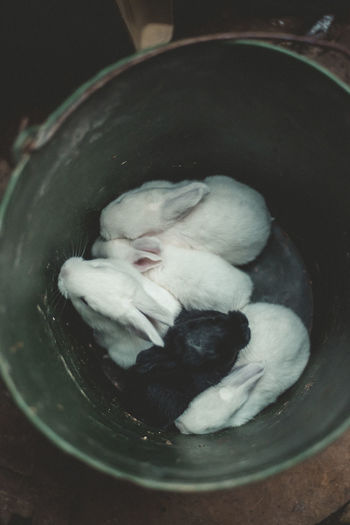 High angle view of rabbits in bucket
