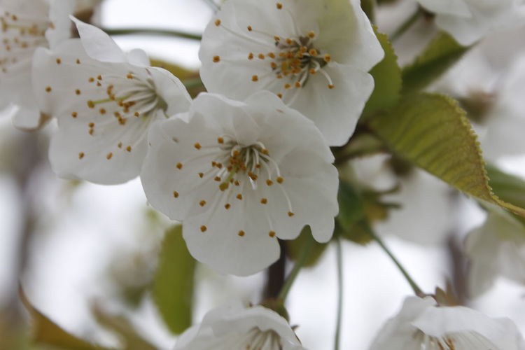 Close-up of white cherry blossom tree
