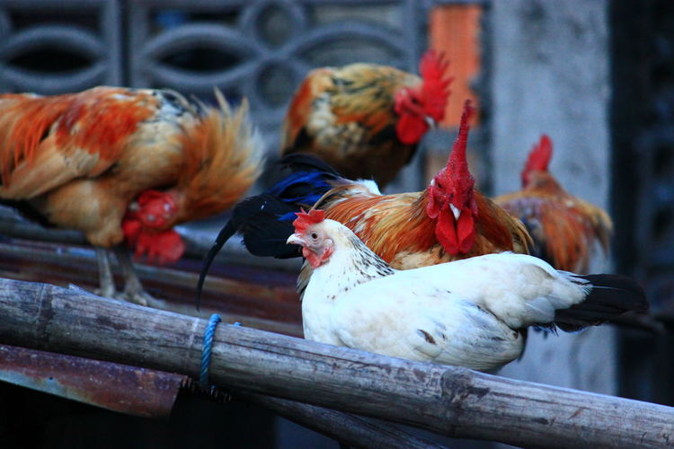 Close-up of chickens on roof