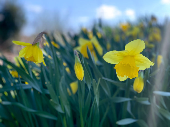 Close-up of yellow daffodil flowers in field