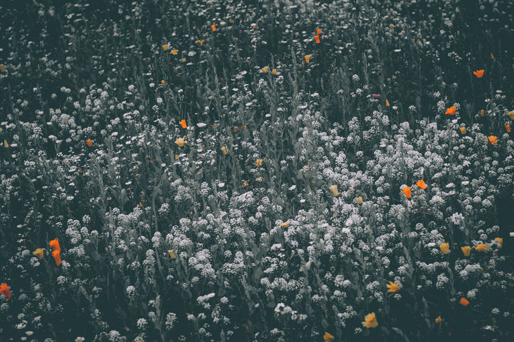 High angle view of flowering plants on field