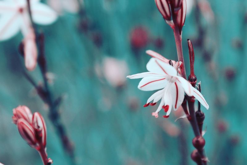 Close-up of pink flower