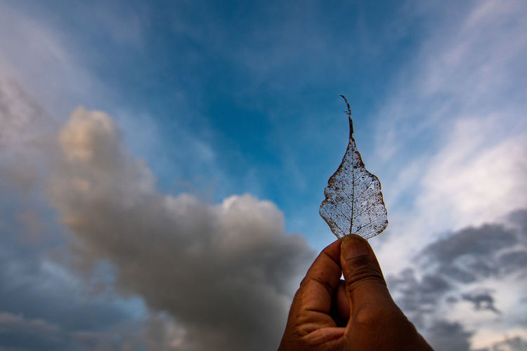 Closeup of human hand holding leaf skeleton against cloudy sky