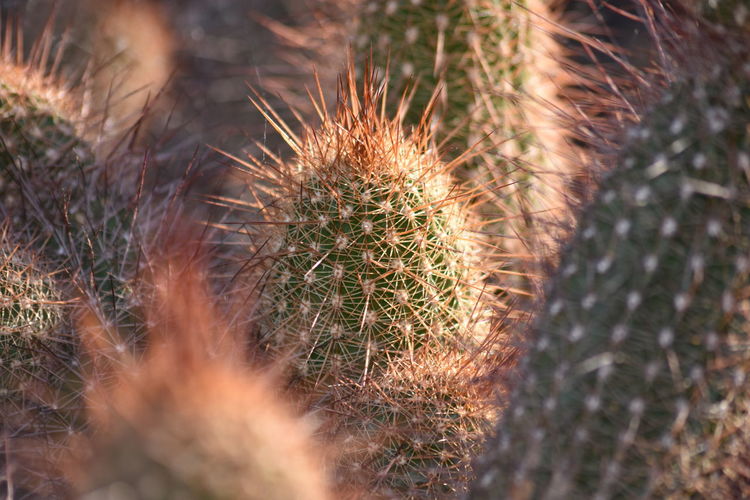High angle view of cactus plant on field
