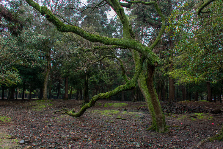 Trees in forest