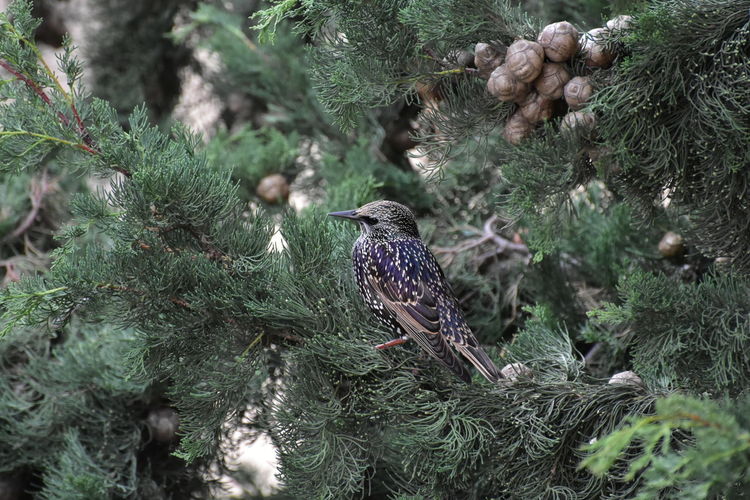 Starling birds perching on pine tree