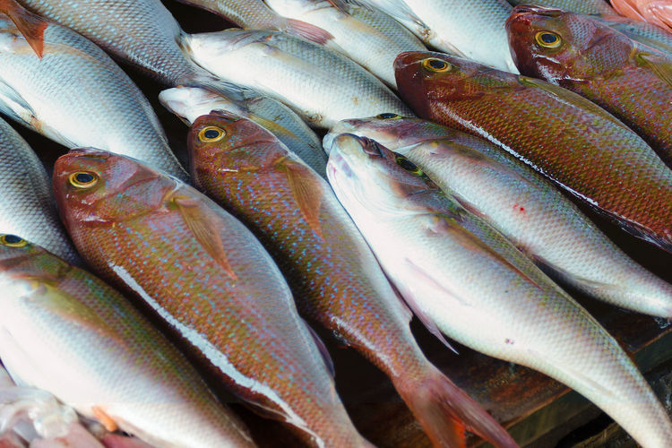 Sales stall - sea bass and tuna, close up. fresh fish at seafood market in sri lanka.