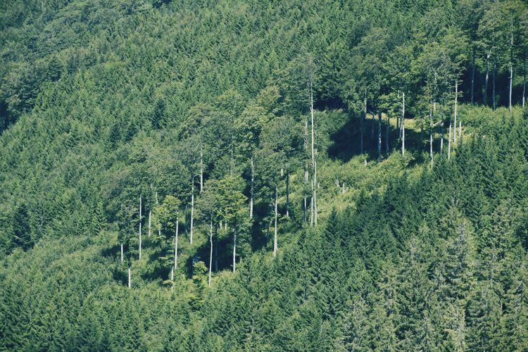Trees on field