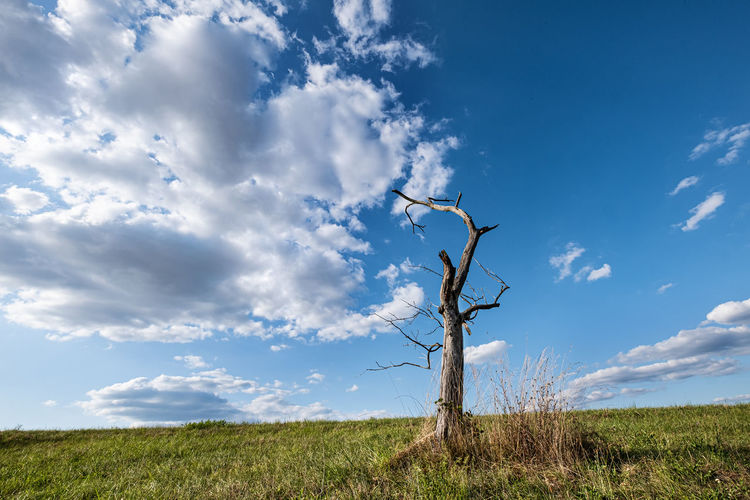 Dead tree on field against blue sky with scattered clouds