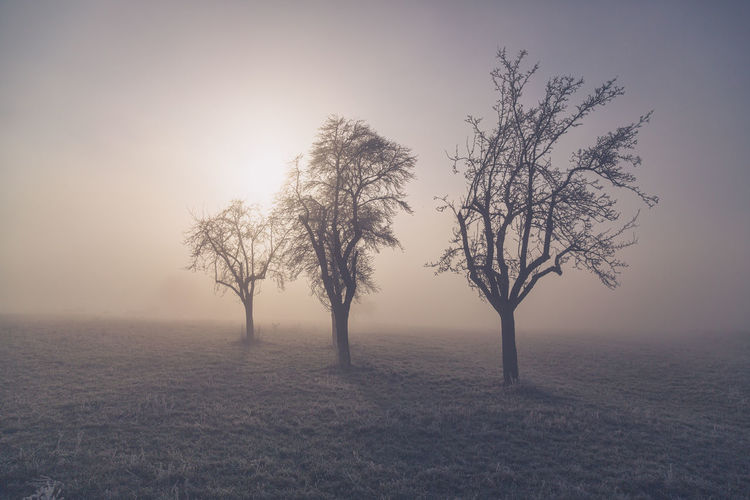 Bare trees on field against sky during foggy weather