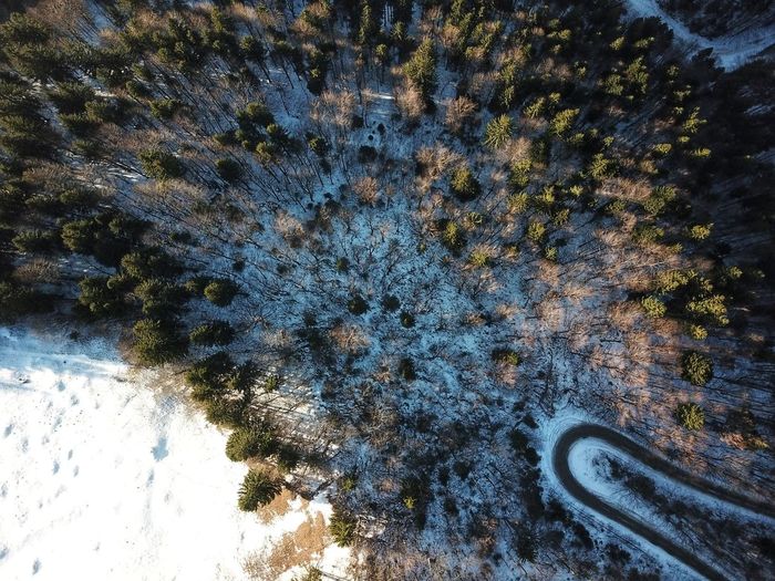 High angle view of snow of winding road amidts trees