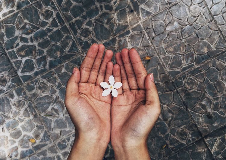 Directly above shot of cropped hand holding white flower