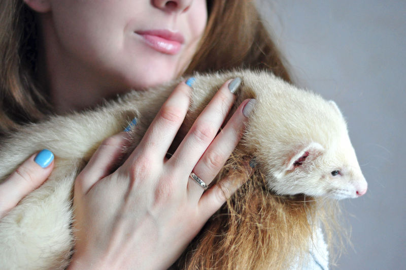 Midsection of woman embracing ferret against gray background