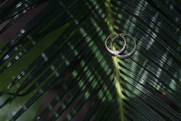 Close-up of green leaves with ring