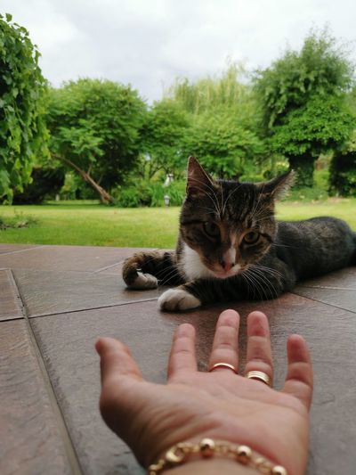 Cropped image of hand holding cat against plants