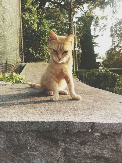 Cat sitting on retaining wall