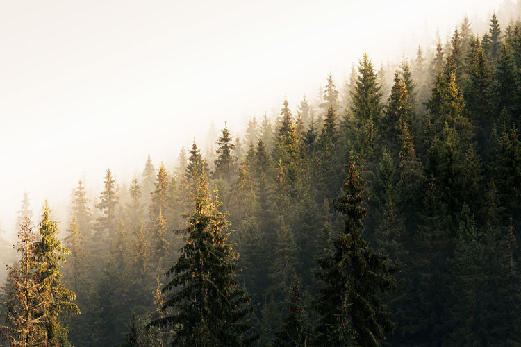 Abstract landscape with fog in the forest on the rodnei mountains